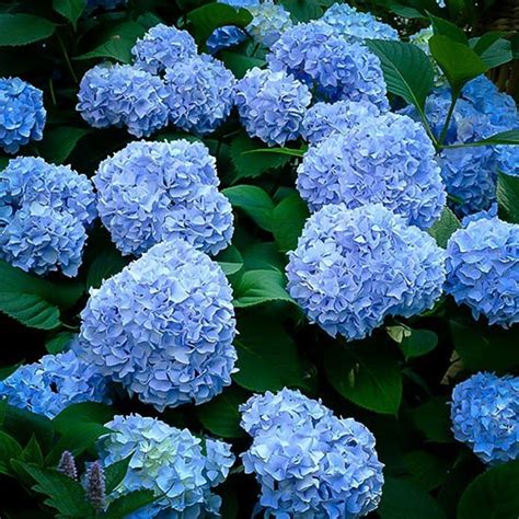 Hydrangea macrophylla Nikko Blue