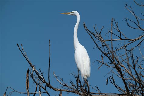 A White Heron Sitting on the Branch · Free Stock Photo