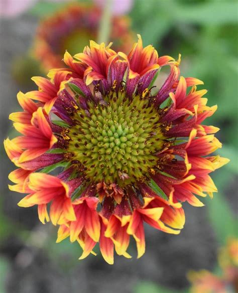 Gaillardia Double Mix Seed Open Pollination – seed and plant