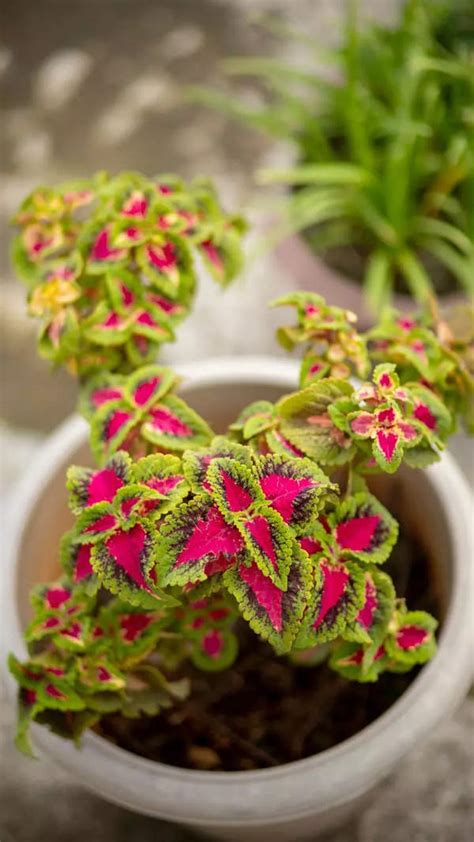 Frozen 3: Latest updates on Release date, Cast, Plot, and Where to ...