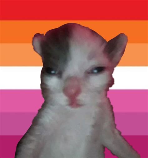This Cat Is Gay And There's Nothing at Brian Mitchell blog