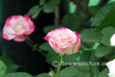 White roses-Varieties with Name