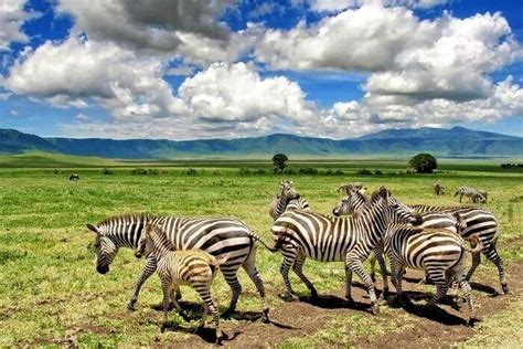 10 National Parks In Africa For A Ferociously Wild Holiday