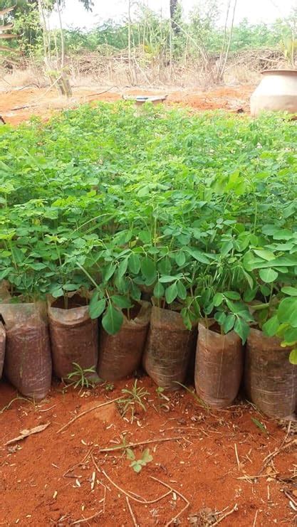 MURUNGAKKAI/CHEDI MURUNGAI SEEDS 30 SEEDS : Amazon.in: Garden & Outdoors