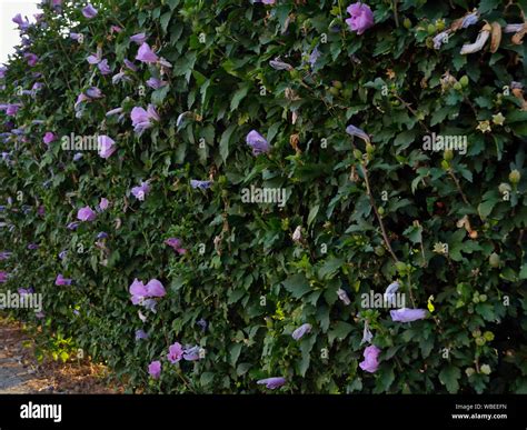 Rose of Sharon hedge, Hibiscus syriacus Stock Photo - Alamy