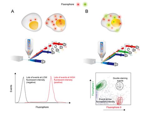 Image result for Understanding Flow Cytometry