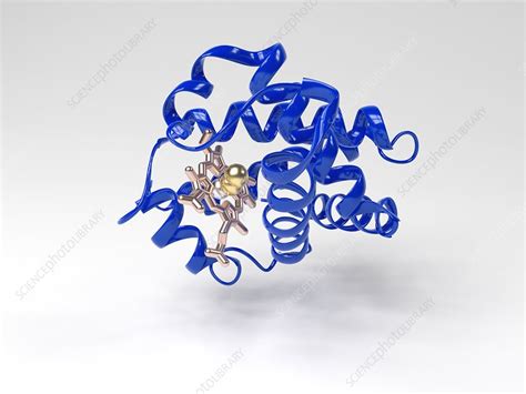 Image result for Haemoglobin PyMOL