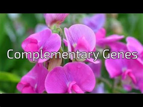 Image result for Complementary Genes