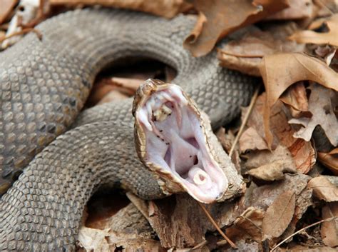 Why you need a Medical Snake Bite Kit | Medibc Blog | MediBC