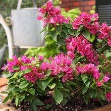 Bougainvillea Dwarf - Flowering Shrubs– Exotic Flora