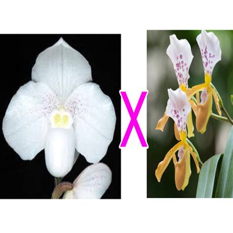 Paph. niveum X Paph. paplilio laoticus – EXOTICA ORCHIDS