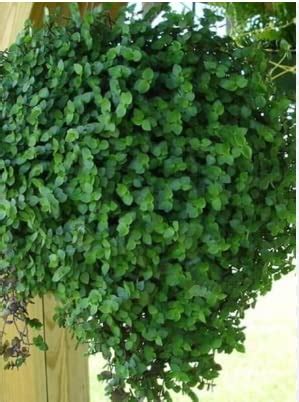 Nandhanam Bolivian jew Plant Live (Green), Hanging Plants Live ...