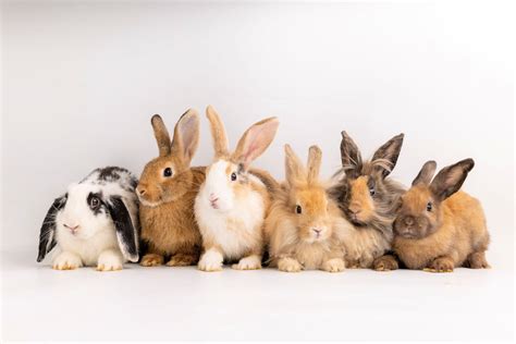 What Are The Best Breeds Of Rabbits at Maria Kring blog