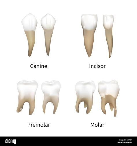 Human Canine Teeth