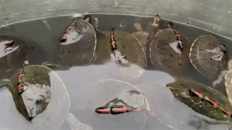 DRI officials foil wildlife trafficking, rescue 351 Indian Tent Turtles ...