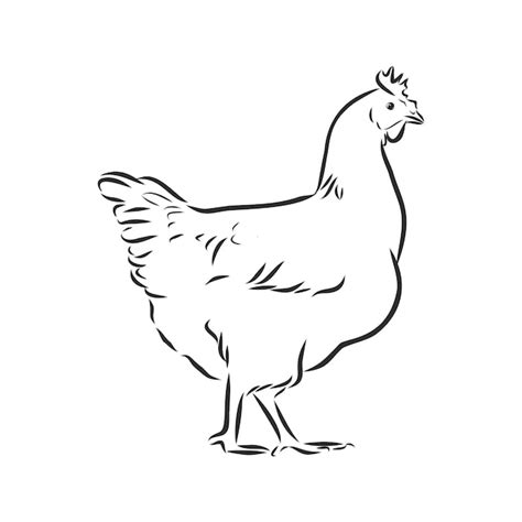Pollo disegnato a piena lunghezza vista laterale Schizzo in bianco e ...