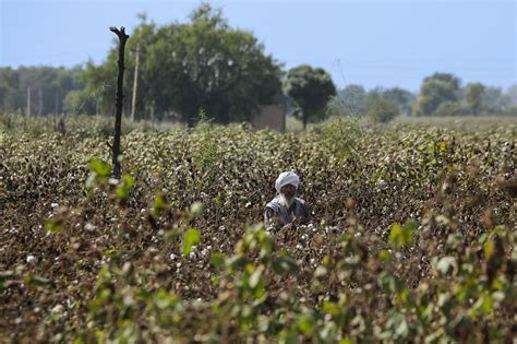 Cotton Curse: Tired of losses, farmers giving up cotton on a large scale