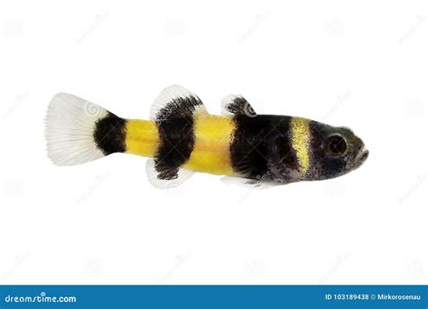 Bumblebee Goby Brachygobius Doriae Gobies Tropical Aquarium Fish Stock ...