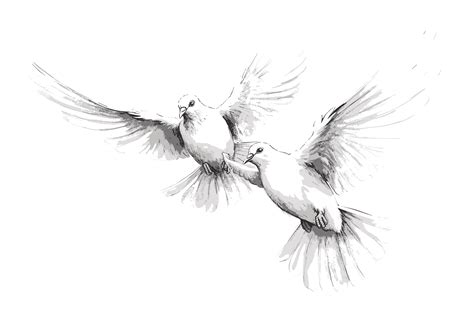 Vector Art All Types Birds Feather Nests Graphic by info.tanvirahmad · Creative Fabrica