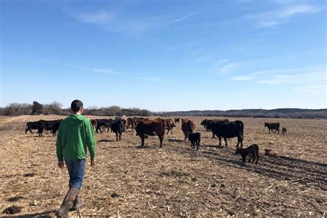 Trump Plan to Import Argentine Beef Angers US Farmers