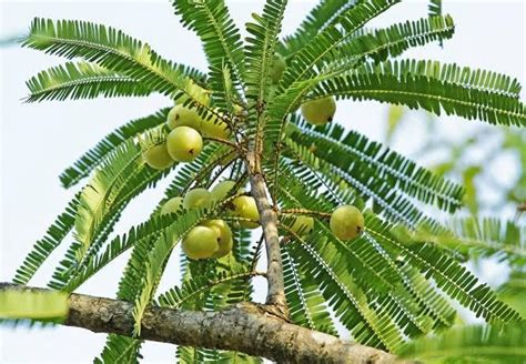 Amla Plant Pile of indian Gooseberry Fruit With Green Amla Leaves ...
