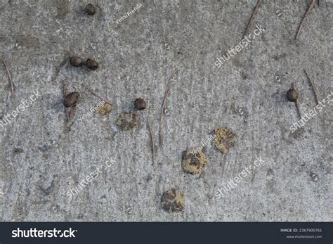 Image result for Goat Poop Fertilizer