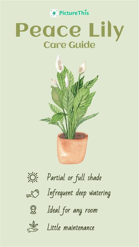 Peace lily care guide – Artofit