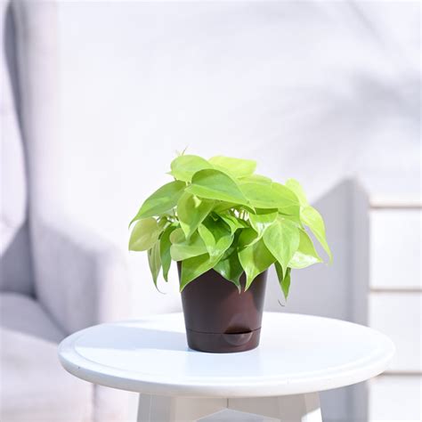 Buy Air-Purifying Philodendron Oxycardium Golden Plant | Ugaoo