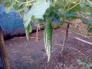 Snake Gourd/Chicinga Seeds for Planting - High Germination Rate | 48 ...