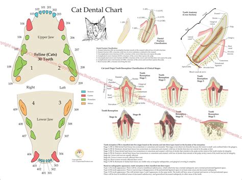 Mouth Anatomy Of Cat at Angie Kimble blog