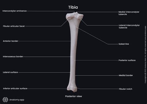 Proximal Tibia 的图像结果