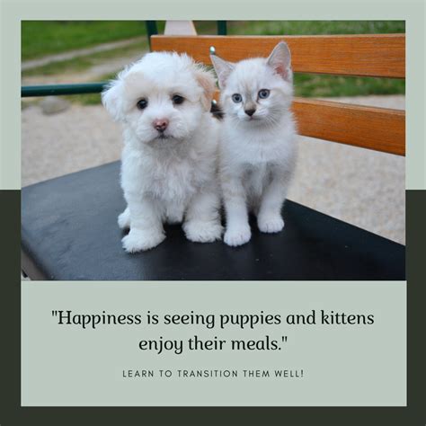 Transition your puppies and kittens to raw pet food – www.barfindia.com