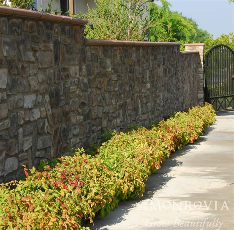 Firepower Heavenly Bamboo - Monrovia - Pike Nursery