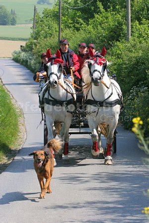Kutsche fahren Fahrabzeichen Kutschenführerschein Einfahren in ...