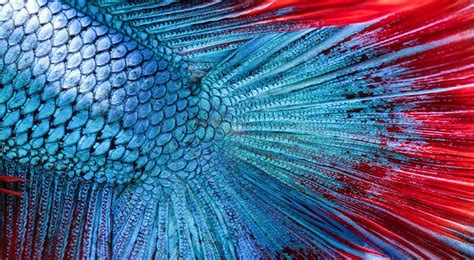 Image result for Fish Scale Rod Wrap Tutorial