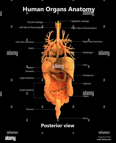 Posterior Heart Anatomy