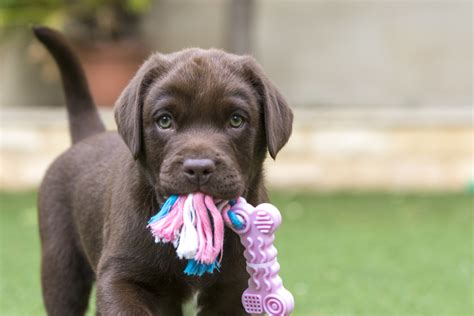 Chocolate Lab Dog Names