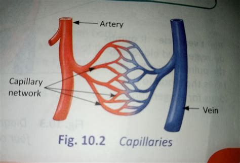GIVE A COMPLETE DEFINATION BY TAKING THE HELP OF THIS PICTURE . IF ...