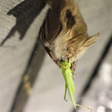 Can Bats Eat Garlic at Terry Greene blog