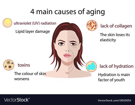 Image result for Accelerated Aging Causes