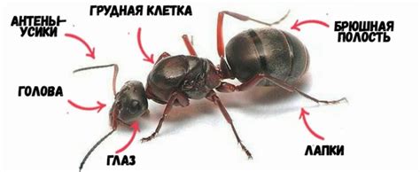 Правда ли, что муравей состоит из стекла? | Канал о животных | Дзен