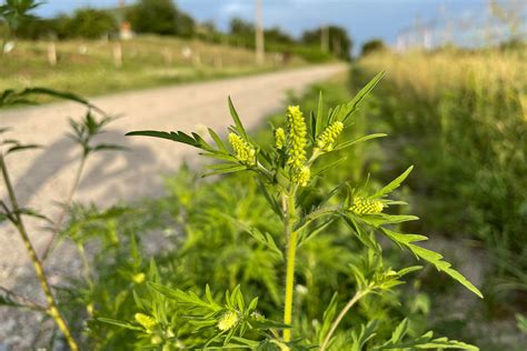 Ragweed Pollen