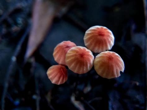 Marasmius siccus small orange forest mushroom | Premium Photo