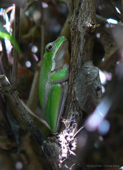 Eastern Tree Frog 的图像结果