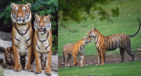 Tigre Siberiano Y Tigre De Bengala