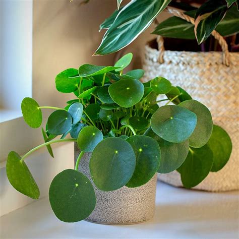 10 Feng Shui Money Plants for Wealth and Prosperity