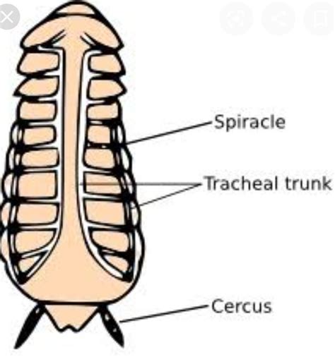 d. How do spiracles help insects? in short - Brainly.in