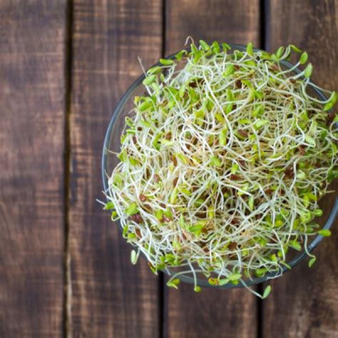 Sprouts-Starke Ayres | Starke Ayres