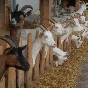 Dairy Goat Farming 的图像结果