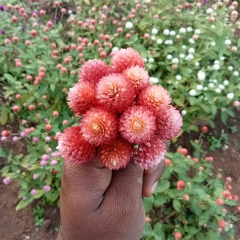 New peachy pink gomphrena seeds – Santhi Online Plants